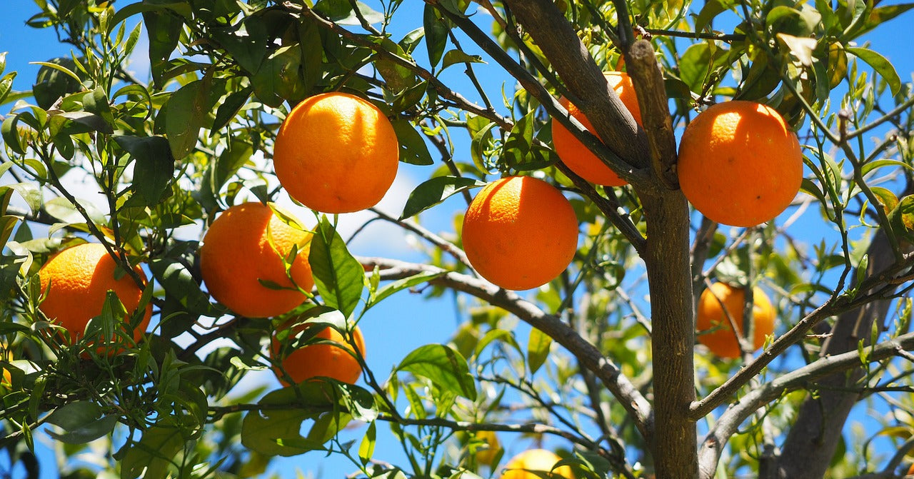 Desktop Slider Image